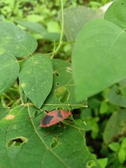 Probergrothius sanguinolens