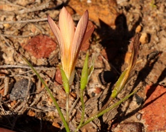 Romulea setifolia