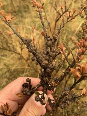 Leptospermum myrtifolium
