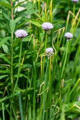 Allium ledebourianum
