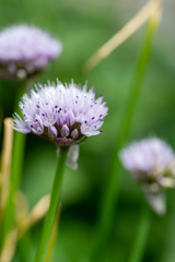 Allium ledebourianum