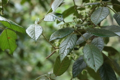 Rubus moorei