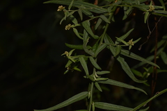 Ozothamnus vagans