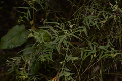 Ozothamnus vagans