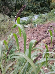 Echinochloa esculenta