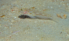 Fusigobius aureus