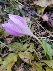 Colchicum speciosum