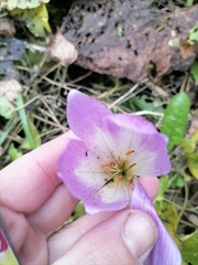 Colchicum speciosum