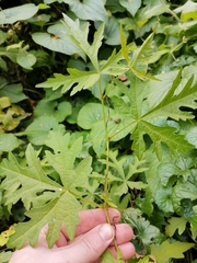 Ampelopsis aconitifolia