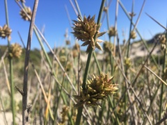 Cladoraphis cyperoides