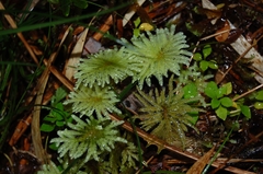 Dendrohypopterygium arbuscula