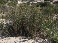 Cladoraphis cyperoides