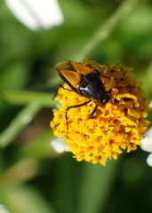 Macrosiagon flavipennis