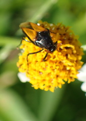 Macrosiagon flavipennis