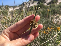 Cladoraphis cyperoides