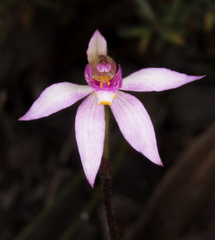 Caladenia alata