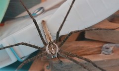 Euprosthenops