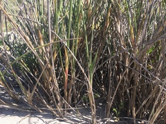 Cladoraphis cyperoides