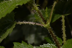 Urtica incisa