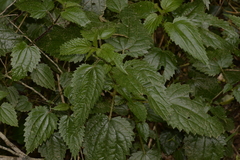 Urtica incisa