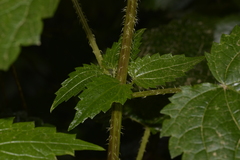 Urtica incisa