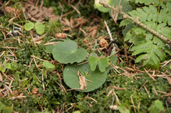 Soldanella montana