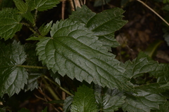 Urtica incisa