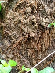 Oecophylla smaragdina