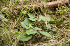 Soldanella montana