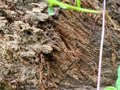Oecophylla smaragdina