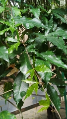 Cissus striata
