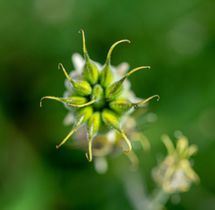 Aquilegia jucunda