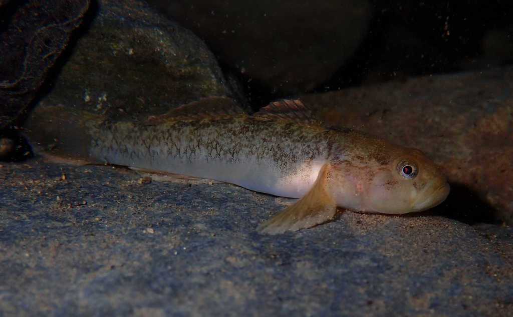 Padanian goby (Padogobius bonelli) — Gobiidae