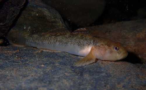 Padanian goby (Padogobius bonelli) — Gobiidae