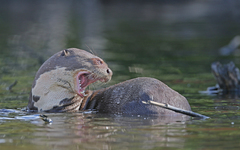 Giant Otter photo 5