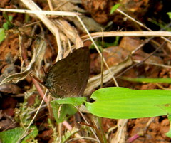 Arhopala alea