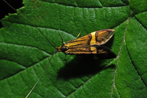 Yellow-barred Longhorn