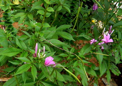 Cleome speciosa