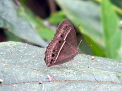 Mycalesis visala