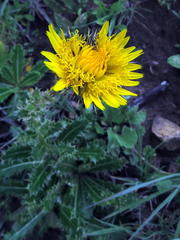 Berkheya discolor
