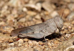Humbe tenuicornis