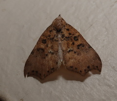 Axiocteta turneri