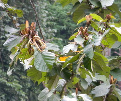 Pterospermum diversifolium