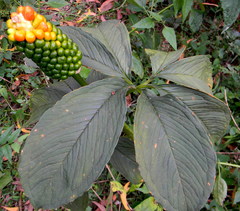 Arisaema leschenaultii