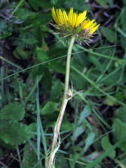 Berkheya discolor