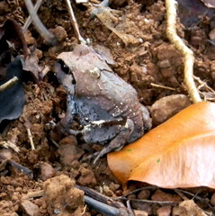 Sphaerotheca dobsonii