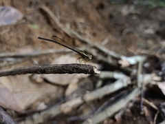 Copera