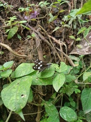 Udaspes folus