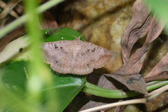 Blasticorhinus