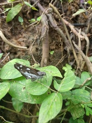 Udaspes folus